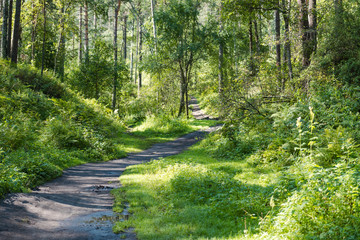 Fototapeta premium ścieżka w lesie. spacer po jasnym lesie. paproć w lesie. słońce prześwieca przez drzewa. drzewa i paprocie. Aktywny styl życia. puste drogie.