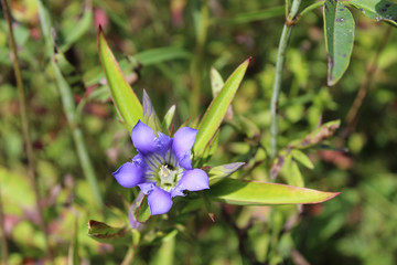 Prairie gentian at Somme Prairie Nature Preserve in Northbrook, Illinois