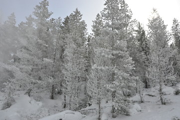 Yellowstone Frosted Trees
