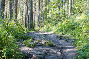 tree roots on paths in the forest. bare tree roots. road in the forest. fern. the sun, fold the trees.