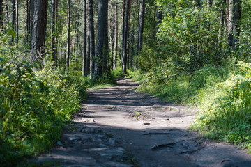 Fototapeta na wymiar tree roots on paths in the forest. bare tree roots. road in the forest. fern. the sun, fold the trees.