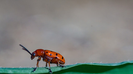 Escarabajo rojo posado sobre una hoja de hierba verde