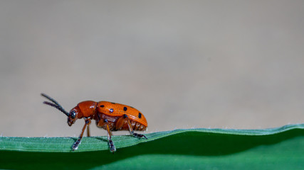 Escarabajo rojo posado sobre una hoja de hierba verde