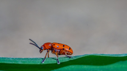 Escarabajo rojo posado sobre una hoja de hierba verde
