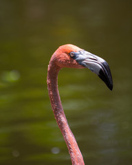 Flamingo head