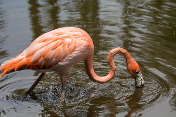 Flamingo eating