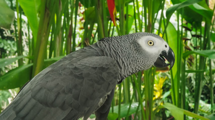 close up profile shot of an african grey parrot