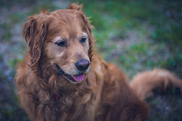 Golden Retriever Portrait