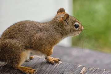Naklejka na ściany i meble Closeup of Red Squirrel