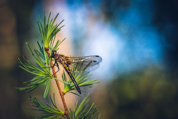 Dragonfly on Tamarack Tree