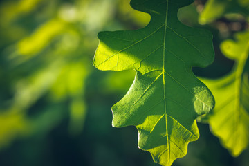 Bur Oak Leaf Closeup