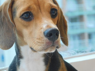 Beagle