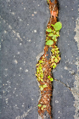 Green plants breaks through crack in asphalt. Sign of thirst, craving for life