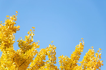 Yellow color of Ginkgo tree leaf on clear blue sky background