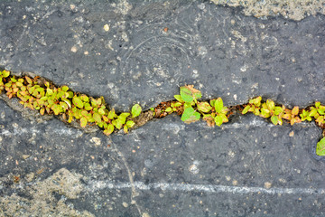 Green plants breaks through crack in asphalt. Sign of thirst, craving for life