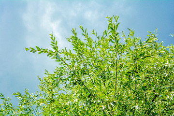 Willow or Salix Fragilis tree branches with green leaves on blue sky with clouds