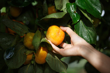 woman holding ripe persimmons fruit on the tree