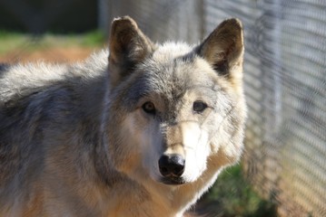 Fototapeta premium wolf