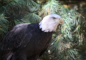 american bald eagle