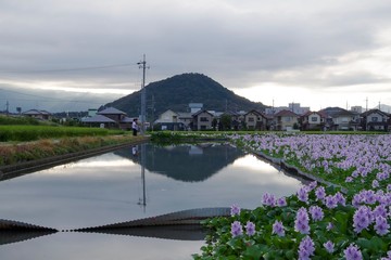 淡い紫の布袋さん Pale purple pretty Water hyacinth in Nara Japan