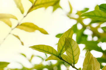 leaves on a green background