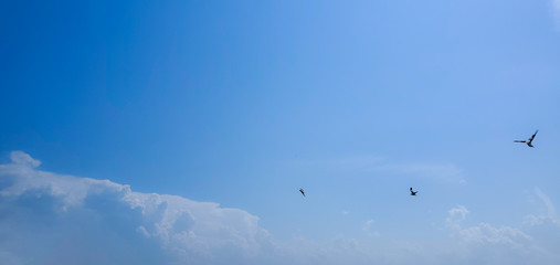 Single seagull flying on a blue sky background. Image