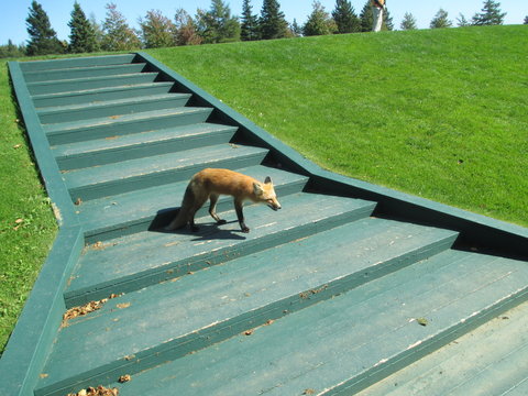 Fox