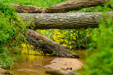 Tree Bridge II