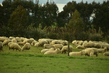 Fototapeta premium Landscape in South Island, New Zealand