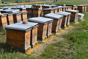 The bee hives in outdoor