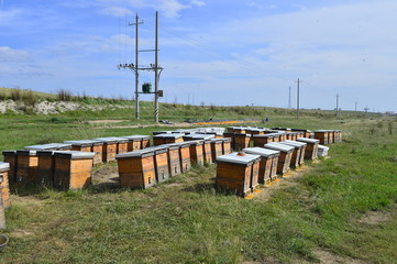The bee hives in outdoor