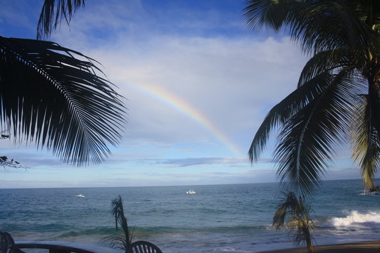Rainbow & Palm Tree