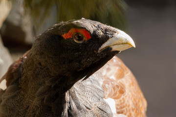 portrait of a vulture