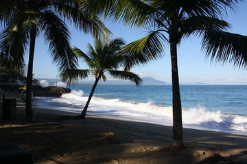 Beach with Palm Tree