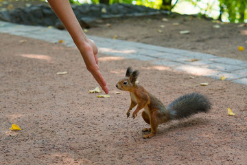 Squirrel sniffs the hand of a girl in the park. Familiarity with wildlife. In harmony with nature....