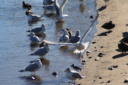 Seagulls