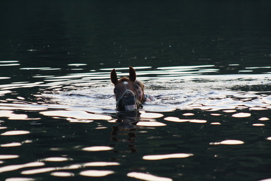 Swimming Horse