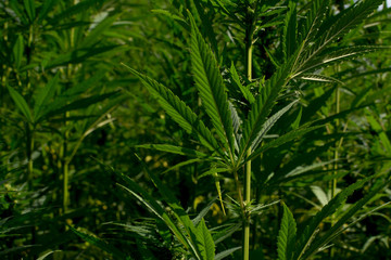 marijuana canabis on field ganja farm sativa leaf weed medical hemp hash plantation cannabis legal or illegal drug