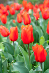 Red tulip flowers in garden bed,