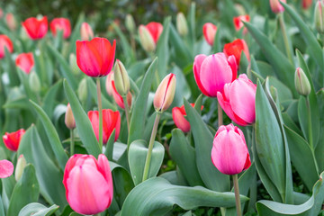 Beautiful pink-red tulip flowers blooming among tulip garden bed