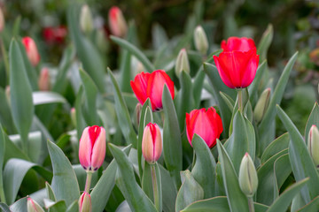 Beautiful pink-red tulip flowers blooming among tulip garden bed