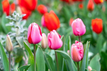 Beautiful pink-red tulip flowers blooming among tulip garden bed