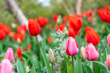 Beautiful pink-red tulip flowers blooming among tulip garden bed