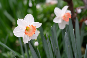 Obraz premium White Nihon suisen (Japan daffodil) flower with soft focus background