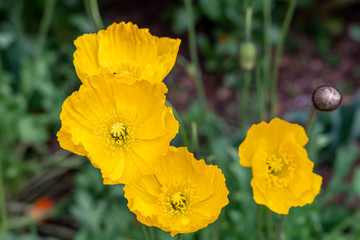Close-uip photography Yellow Welsh Poppy flowers