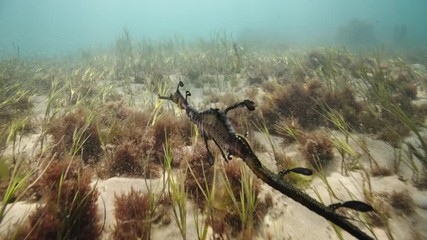 Weedy Sea Dragon in the ocean.