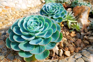 Selective focus of succulent flowers growing in the garden, Natural background Cactus succulent plant