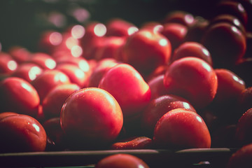 Fresh tomato close up at wellington sunday market; tomato background