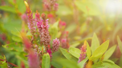 Soft Focus of pink celosia flowers blooming with sun shining in the garden, Ecological Concept (woolflowers or cockscombs)