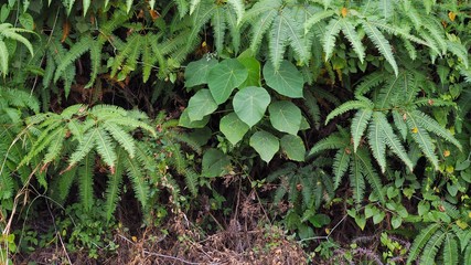 Ferns leaves green as a background, ground cover plants, Beautiful green ferns leaves in a forest...